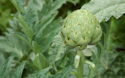 Riego por goteo en el cultivo de la alcachofa