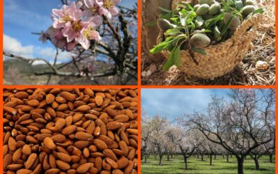 ALMENDROS, DE SECANO A REGADÍO