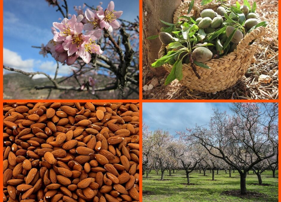 ALMENDROS, DE SECANO A REGADÍO