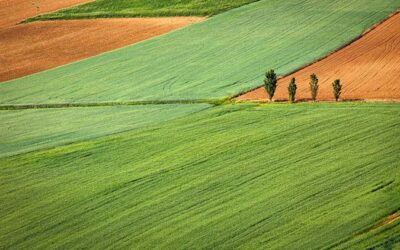 Diferencia entre agricultura de secano y regadío