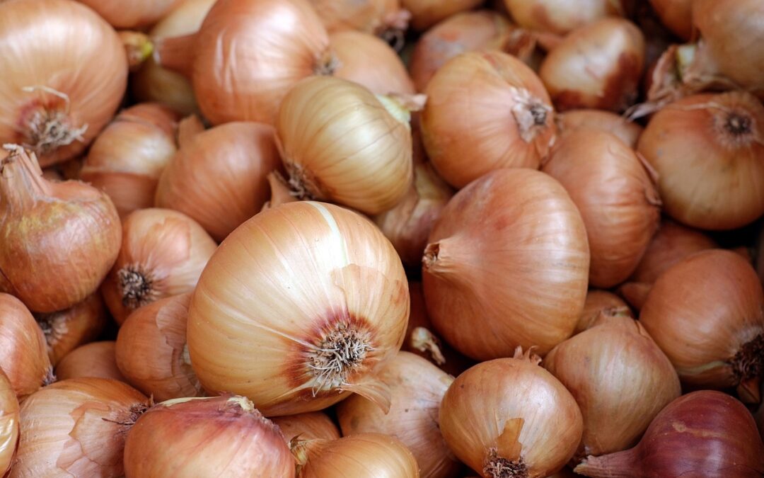 RIEGO POR GOTEO EN EL CULTIVO DE LA CEBOLLA