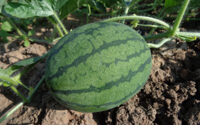 RIEGO POR GOTEO EN EL CULTIVO DE LA SANDIA