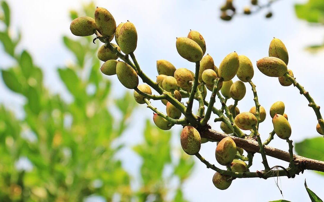 RIEGO POR GOTEO EN EL CULTIVO DEL PISTACHO