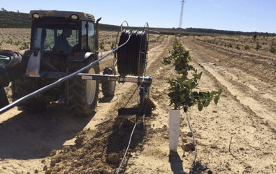 TERRAM EN CULTIVO DE CITRICOS