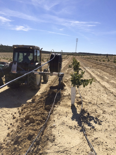 TERRAM EN CULTIVO DE CITRICOS