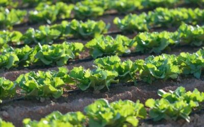 CULTIVOS Y PLANTACIONES DE  VERANO