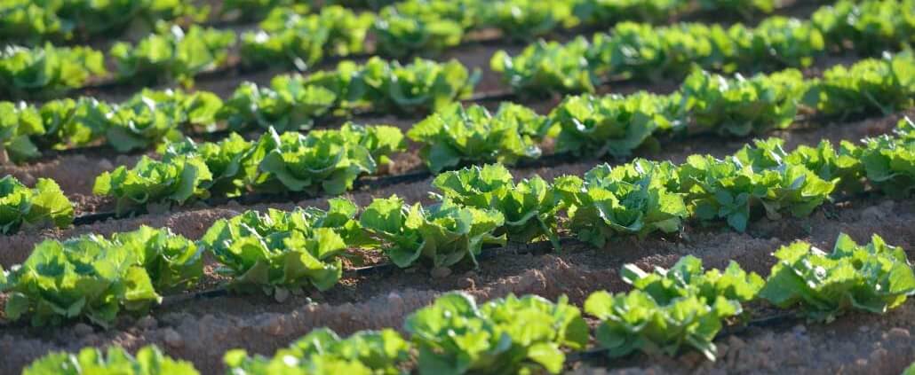 CULTIVOS Y PLANTACIONES DE  VERANO