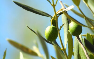 RIEGO POR GOTEO EN EL CULTIVO DEL OLIVO