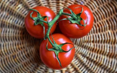 RIEGO POR GOTEO EN EL CULTIVO DE TOMATE