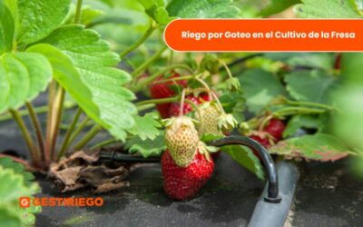 Riego por Goteo en el Cultivo de la Fresa