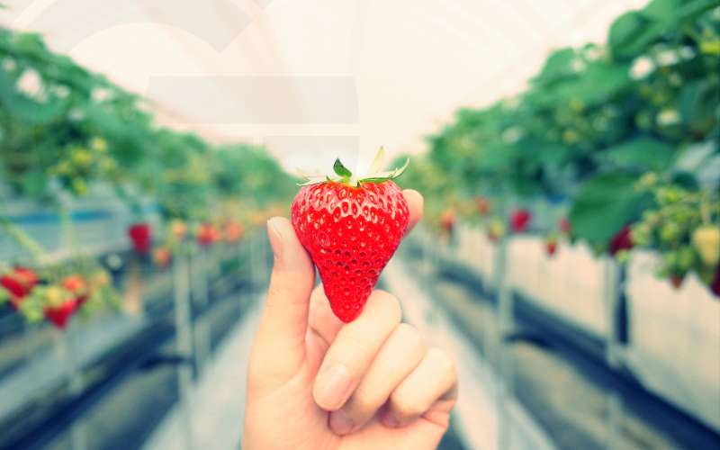 cultivo fresas cultivo fresas