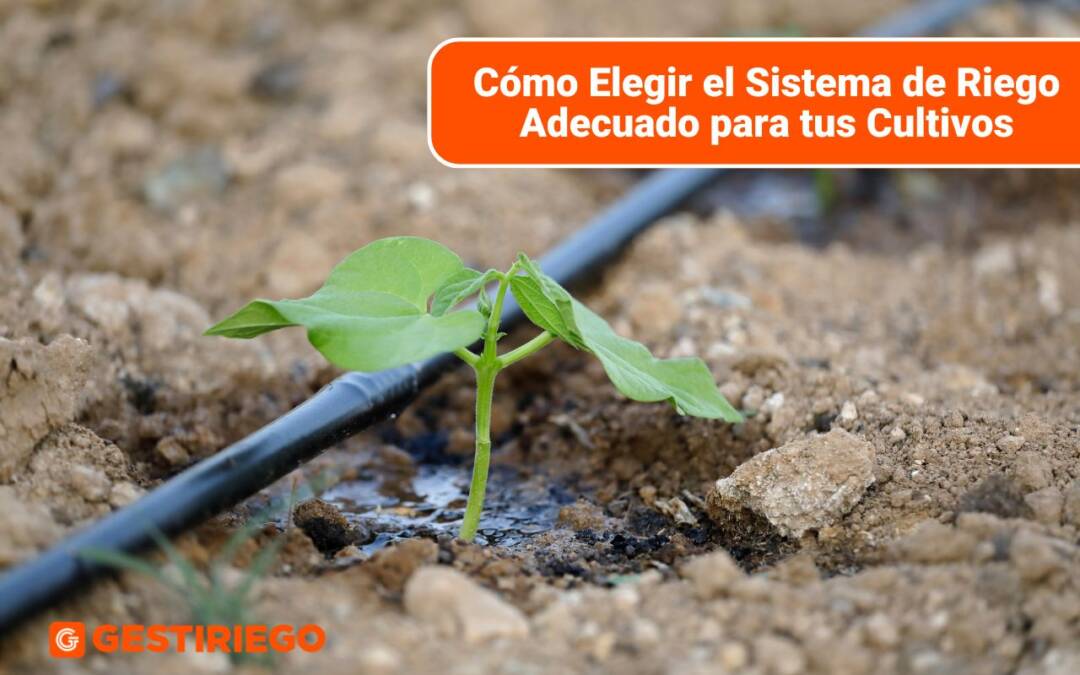 Cómo Elegir el Sistema de Riego Adecuado para tus Cultivos