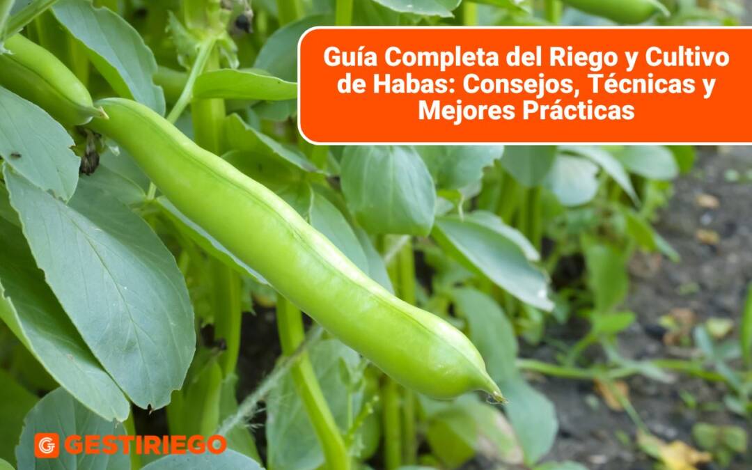 Cultivo de Habas