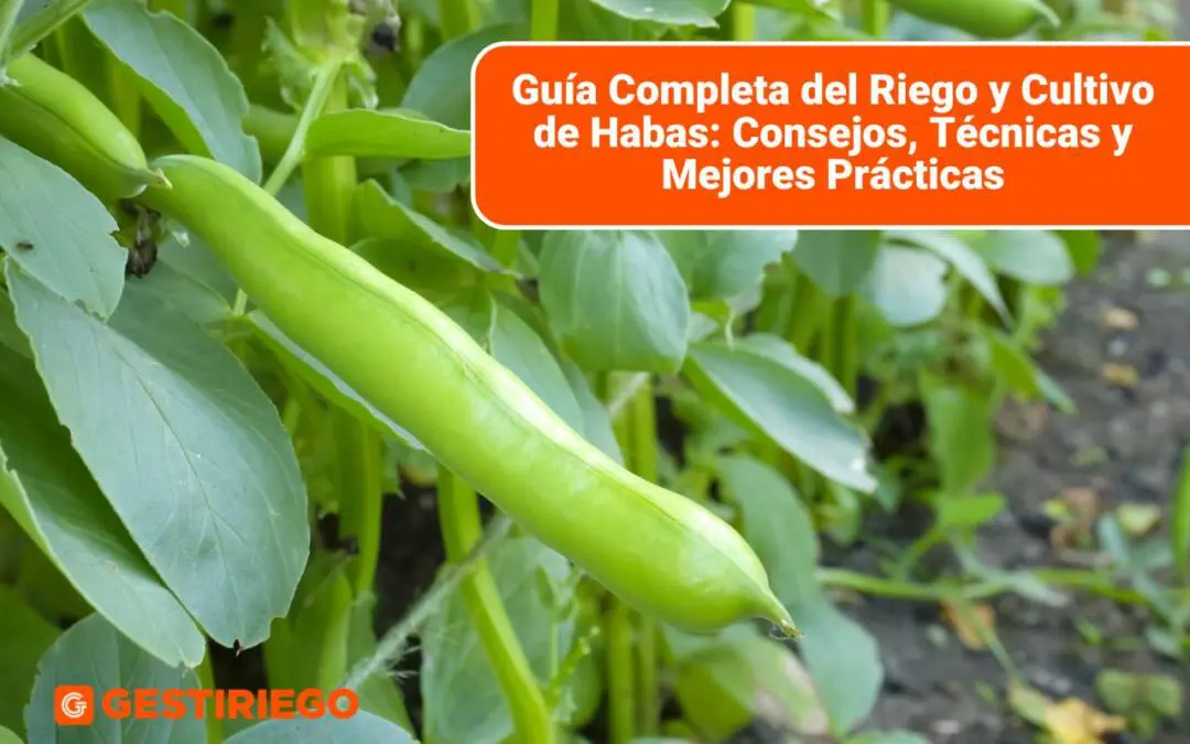 Guía Completa del Riego y Cultivo de Habas: Consejos, Técnicas y Mejores Prácticas