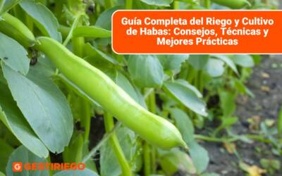 Guía Completa del Riego y Cultivo de Habas: Consejos, Técnicas y Mejores Prácticas