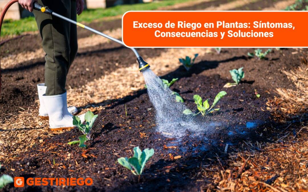 Exceso de Riego en Plantas Síntomas, Consecuencias y Soluciones