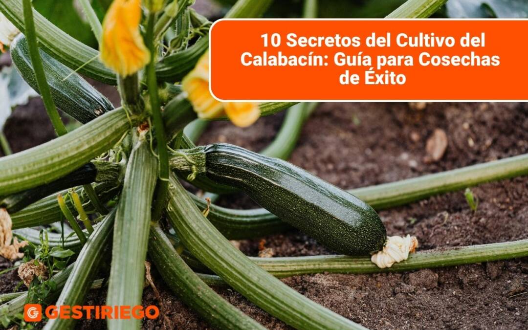 10 Secretos del Cultivo del Calabacín: Guía para Cosechas de Éxito